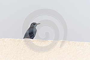 A Male Blue Rock Thrush Standing on a white wall