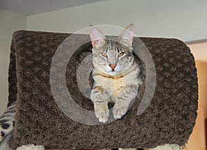 Male Blue Serval Savannah Kitten photo