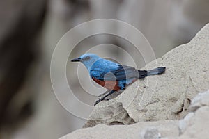 A male blue stone thrush perched on the edge of a cliff