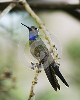 A Male Blue-throated Hummingbird on a Branch photo