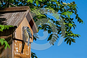 Male blue tit bird, cyanistes caeruleus, visiting nest box with a small caterpillar for the female who incubates eggs