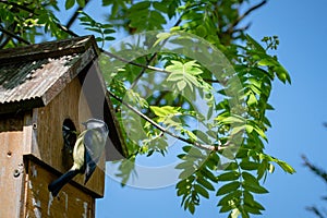 Male blue tit, cyanistes caeruleus, visiting nest box and feeding female bird a caterpillar whilst she incubates eggs