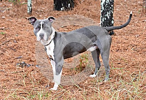 Male blue and white American Pitbul Terrier dog outside on leash. Dog rescue pet adoption photography for humane society animal