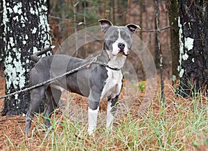 Male blue and white American Pitbul Terrier dog outside on leash. Dog rescue pet adoption photography for humane society animal