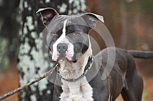 Male blue and white American Pitbul Terrier dog outside on leash. Dog rescue pet adoption photography for humane society animal