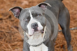 Male blue and white American Pitbul Terrier dog outside on leash. Dog rescue pet adoption photography for humane society animal