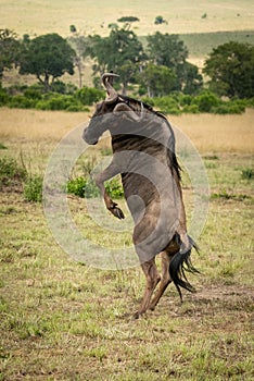 Male blue wildebeest twists on hind legs
