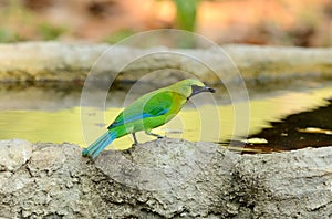Male blue-winged leafbird