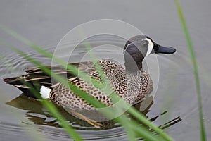 Male Blue-winged Teal