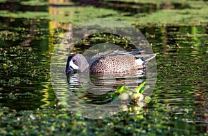 a male blue winged teal