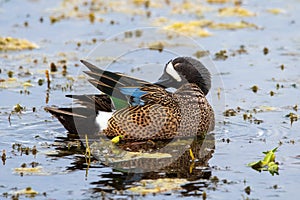 a male blue winged teal