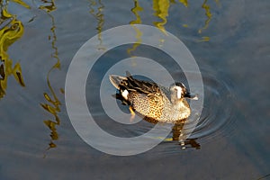 Male Blue-winged Teal - Anas discors - foraging in shallow water in Florida.