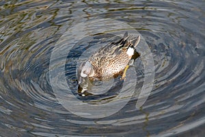 Male Blue-winged Teal - Anas discors - foraging in shallow water in Florida.