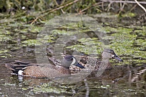 Male Blue-winged Teal, Anas discors swimming