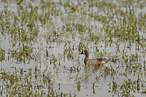 Male Blue-winged Teal duck in a flooded field with grass