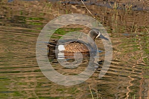 Male Blue Winged Teal at Rocky Mountain Arsenal in Commerce City, Colorado photo