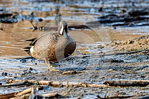 A male blue-winged teal, Spatula discors, walking in a wetland area in Culver, Indiana