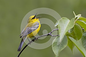 Male Blue-winged Warbler singing from a tree branch