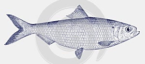 Male blueback herring or shad, a threatened fish from the east coast of north america in side view