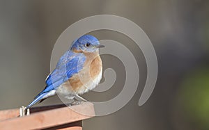 Male Bluebird