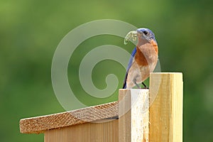 Male Bluebird Bringing Food to Nest Box