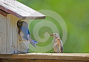 A male Bluebird checks out the nest his mate is building.