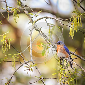 Male bluebird in early spring perched in oak tree