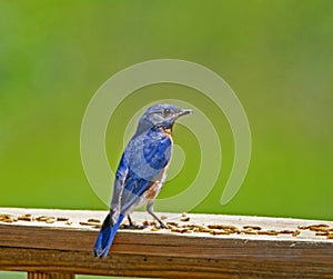 A male Bluebird feeding on mealworms.