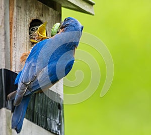 Male bluebird feeds green caterpillar to baby bird
