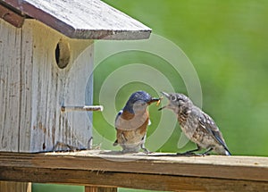 A male Bluebird feeds his baby mealworms.