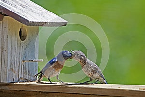 A male Bluebird feeds his baby mealworms.