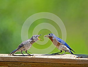 A male Bluebird feeds his fledgling mealworms.
