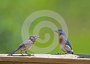 A male Bluebird feeds his fledgling mealworms.