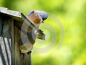 Male Bluebird feeds Mate