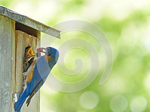 Male bluebird feeds wild berries to it chick