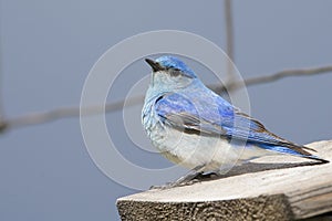 Male bluebird on fence wire