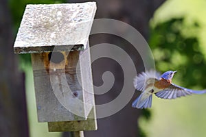 Male Bluebird Leaving a Nesting Box