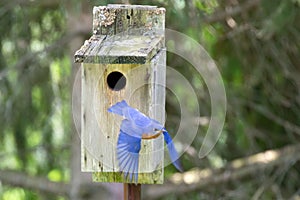 Male Bluebird Leaving a Nesting Box