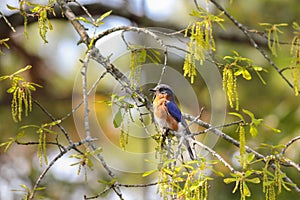 Male bluebird in oak tree in early spring