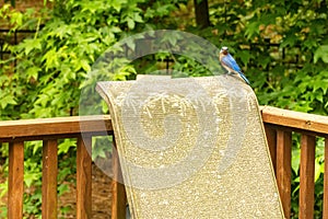 A Male Bluebird Perched on a Chair on a Deck.