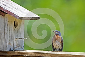 A male Bluebird perched with a green background.