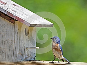 A male Bluebird perched with a green background.