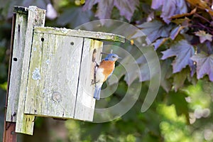 Male Bluebird Perched on a Nesting Box