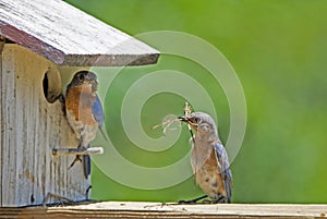 A male Bluebird with a worm in his beak with a green background.