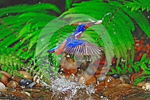 Male Blued-eared Kingfisher