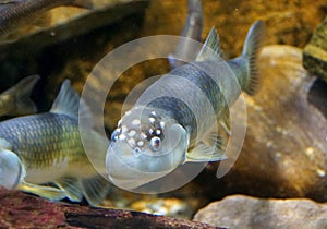 A male bluehead chub, a freshwater fish