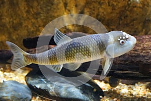 A male bluehead chub, a freshwater fish, inside an aquarium