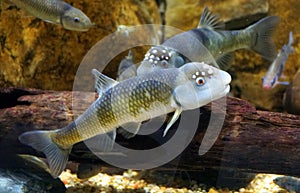 Male bluehead chub, a freshwater fish, inside an aquarium