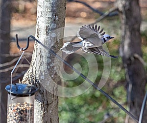 Male Bluejay in Midflight Past a Feeder photo