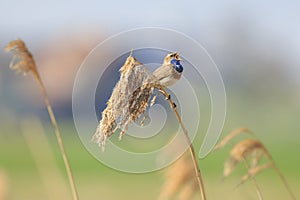Male Bluethroat bird Luscinia svecica cyanecula singing during photo